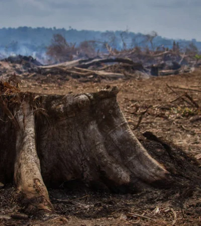 Daño irreversible en el planeta   /