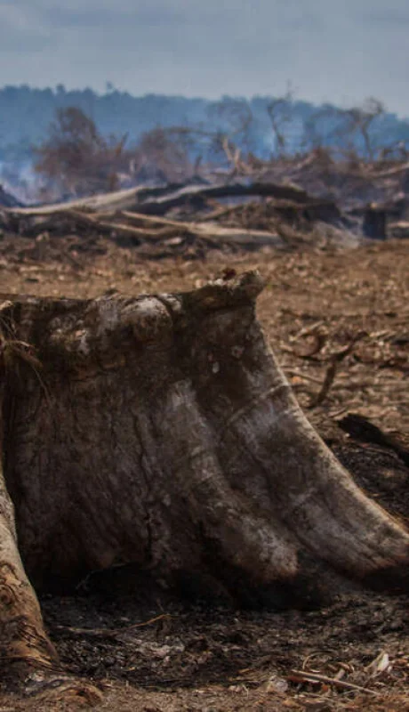 Daño irreversible en el planeta   /