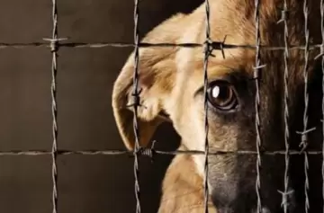 Ley Ágata: un grito contra el maltrato animal que busca justicia