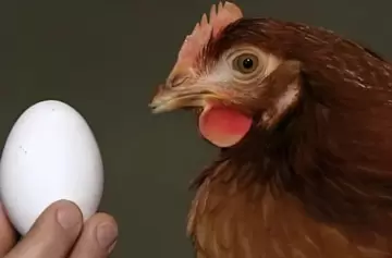 Se acabó el misterio: aquí te contamos qué fue primero, si el huevo o la gallina