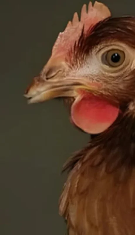 Científicos de Suiza parecen haber llegado a la conclusión final.