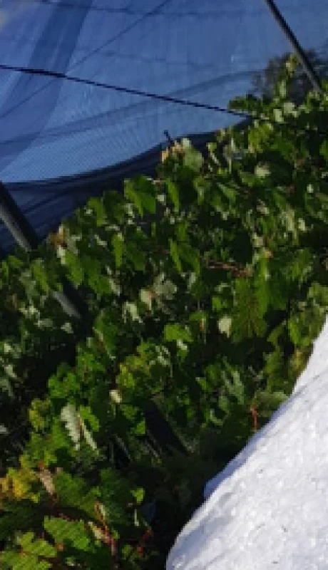 La manga de granizo acumulada volteó una malla antigranizo en un viñedo en el distrito de Alvo Verde.