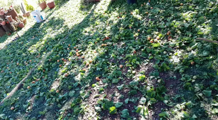 El granizo dejó en el suelo de Alto Verde producción de durazno y también de uvas para elaborar vinos.