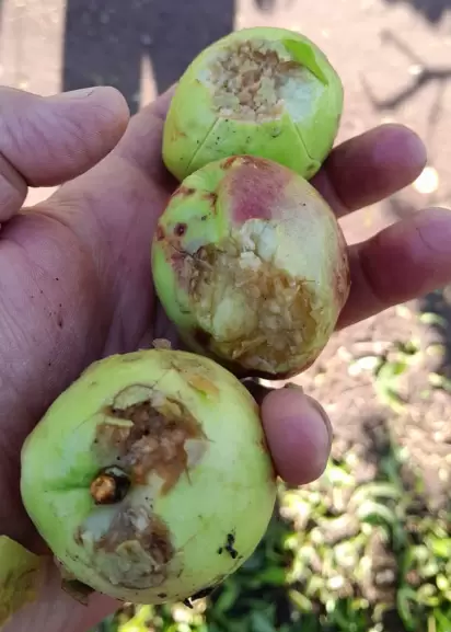 Javier Garavaglia, bodeguero y productor vitivinícola de San Martín, mostró como fueron dañados los duraznos en pleno proceso de maduración.