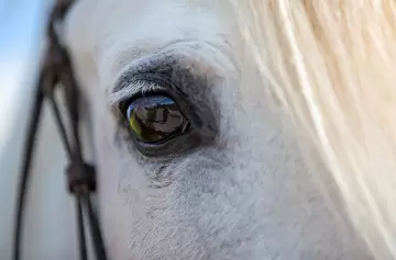 Argentina abrió un mercado exterior inesperado
