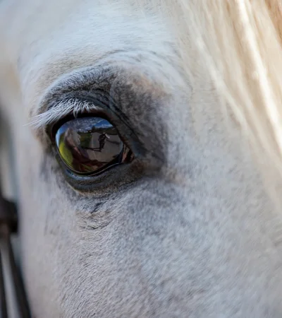 Argentina abrió un mercado exterior inesperado
