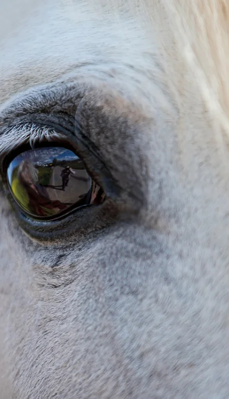 Argentina abrió un mercado exterior inesperado