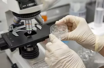 ¿Lo puedes creer? Cultivan raíces en vidrio en vez de hacerlo en la tierra