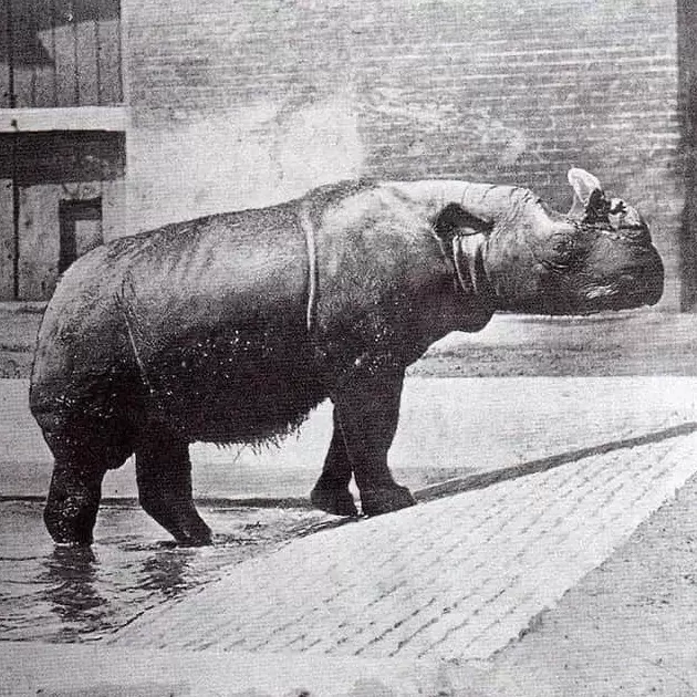 Rinoceronte de Sumatra.