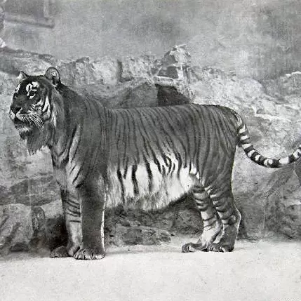 Tigre del Caspio.
