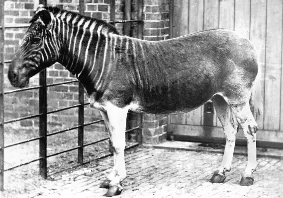 Quagga.