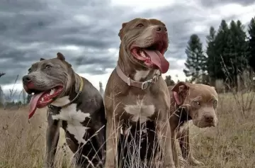 Defensa extrema: dos hermanos enfrentaron a una jauría de pitbulls en Neuquén