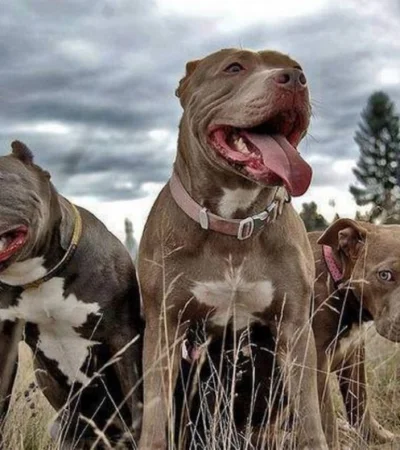 Defensa extrema: dos hermanos enfrentaron a una jauría de pitbulls en Neuquén