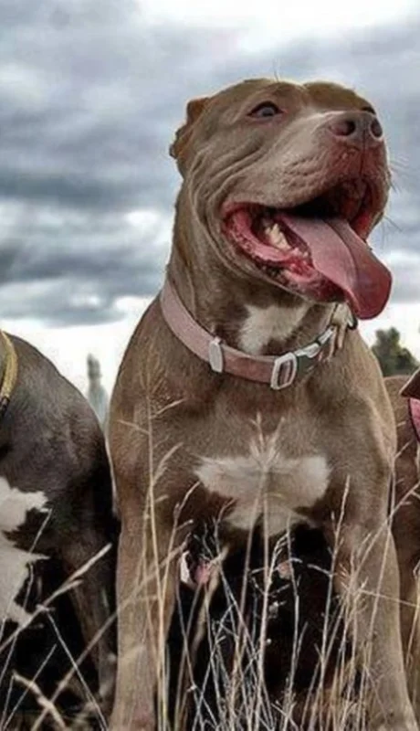 Defensa extrema: dos hermanos enfrentaron a una jauría de pitbulls en Neuquén