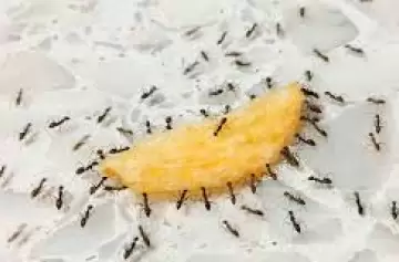 Con estos alimentos las hormigas se alejarán de tu casa