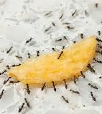 Con ciertos alimentos o especias se pueden combatir las hormigas/