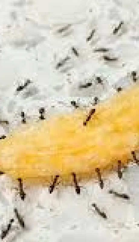 Con ciertos alimentos o especias se pueden combatir las hormigas/