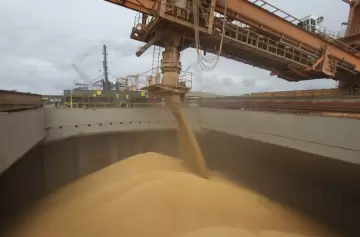 Admiten que los productores de granos aplican "estrategias fallidas"