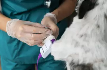 Perros y gatos donantes de sangre: cómo funciona esta práctica veterinaria