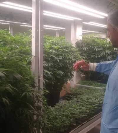 El proyecto de producción de cannabis medicinal inició en Mendoza hace un año y medio.