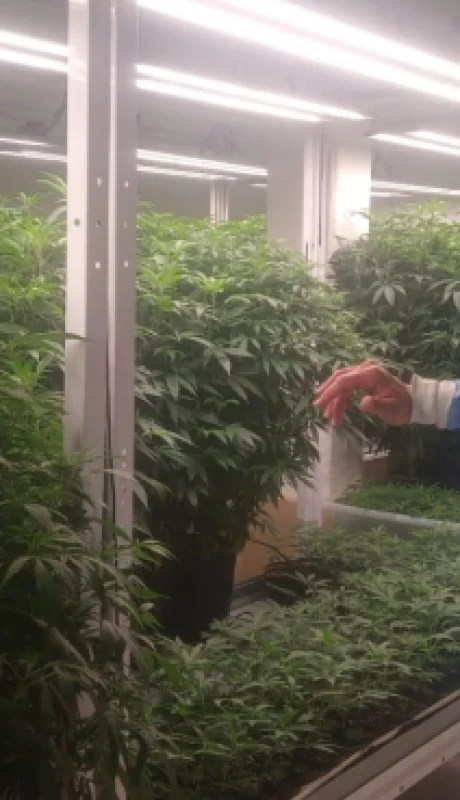 El proyecto de producción de cannabis medicinal inició en Mendoza hace un año y medio.