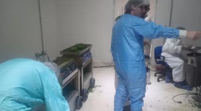 En la planta de producción del cannabis medicinal trabajan bajo estrictas normas de control sanitario.