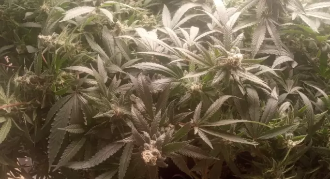 Flores de genéticas avanzadas listas para ser cosechadas luego de comprobada la madurez de los tricomas.