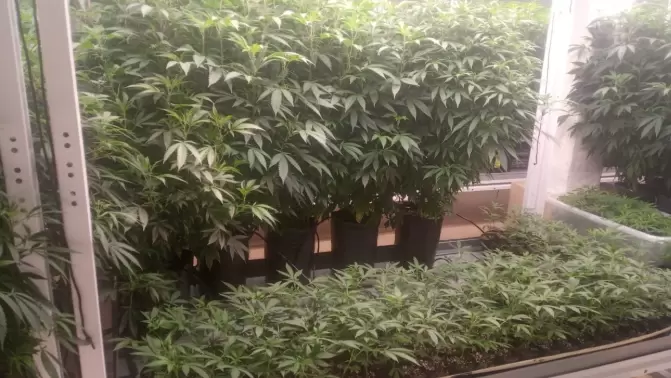 Plantas de cannabis medicinal en plena fase de desarrollo vegetativo.