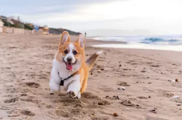 Vacunas, SENASA y costos: la lista definitiva para salir del país con tu perro o gato este verano