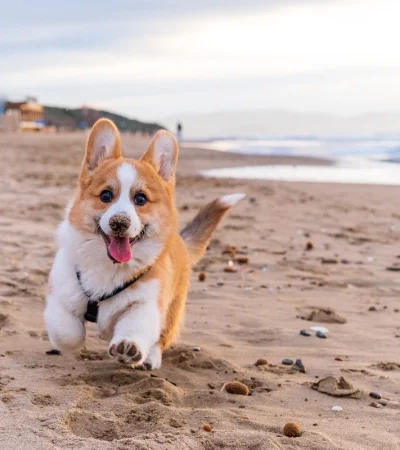 Vacaciones con mascotas