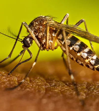 Mendoza ya no dará gratis una vacuna a los turistas