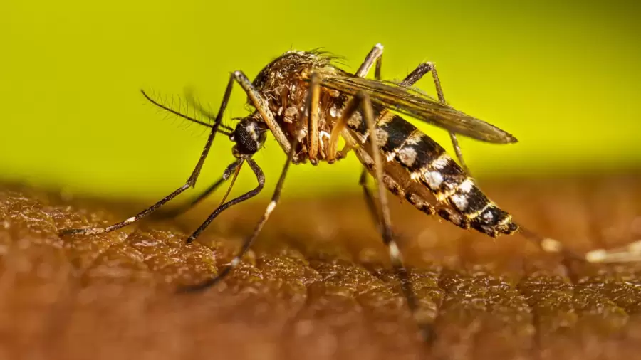 Además del dengue, el aedes aegypti puede transmitir también la fiebre amarilla.