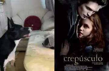 ¿La tenías? Perro fanático de Crepúsculo, de lo más visto en el mundo