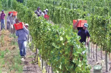 Vitivinicultura: obreros de viñas exigen salarios por encima de la línea de pobreza