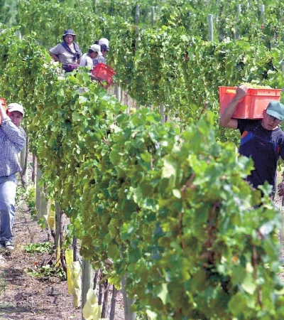 Trabajadores de viña en pie de lucha.