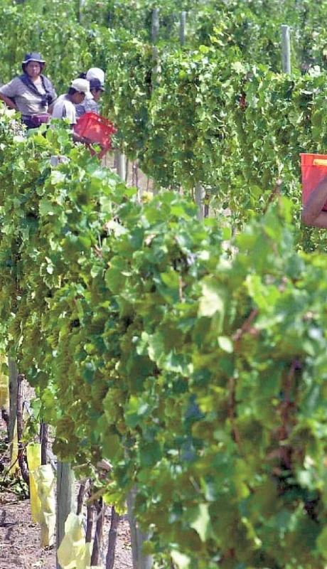 Trabajadores de viña en pie de lucha.