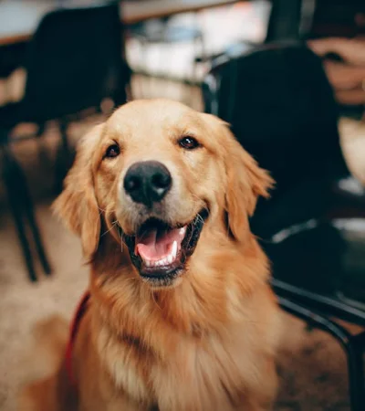 Cuidados necesarios para proteger a nuestras mascotas frente a la pirotecnia y el golpe de calor.
