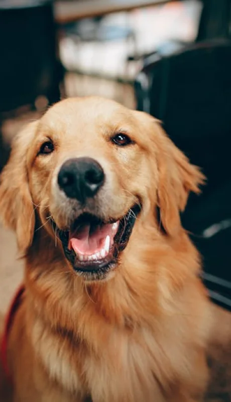Cuidados necesarios para proteger a nuestras mascotas frente a la pirotecnia y el golpe de calor.