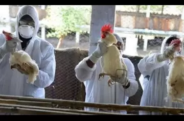 La temible gripe aviar H5N1 que afecta a humanos se detectó en EE.UU.