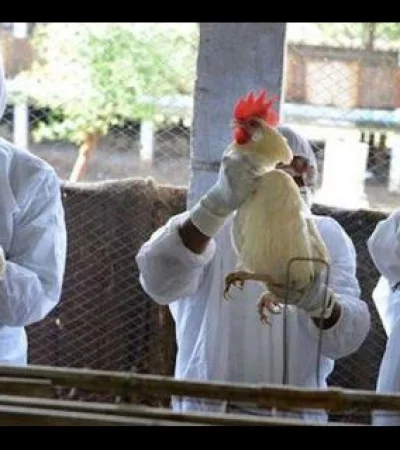 La mutable Gripe Aviar presentó un caso de altísima gravedad que preocupa a las autoridades.