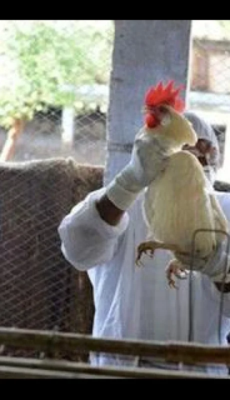 La mutable Gripe Aviar presentó un caso de altísima gravedad que preocupa a las autoridades.