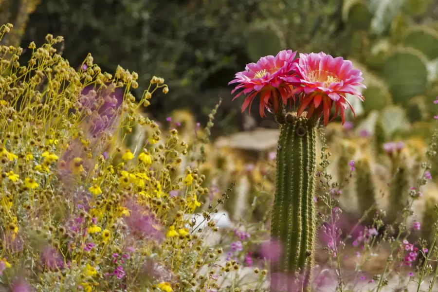 Son las plantas ideales para tener en casa, y con pocos cuidados.