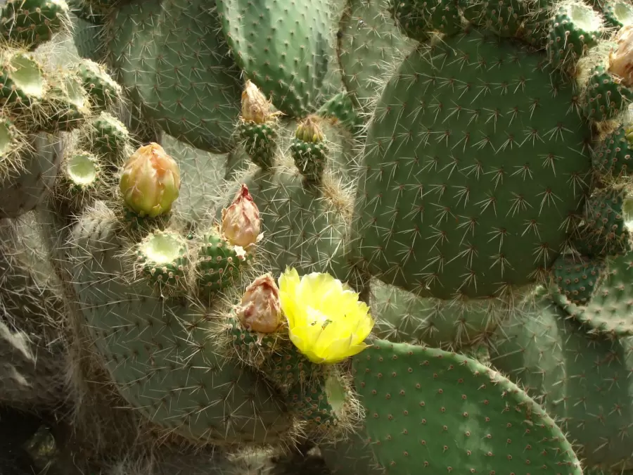 No exageremos con el riego. El cactus tiene una raíz que, si lo llenamos de agua, terminará pudriéndose.