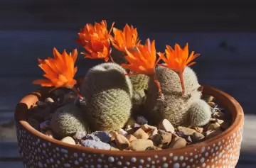 El truco ideal para que los cactus florezcan en macetas durante todo el año