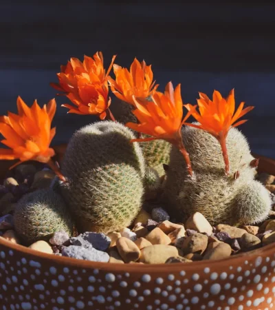 Pueden bancarse casi todo. Pero si no los cuidamos adecuadamente, no nos van a mostrar sus flores.