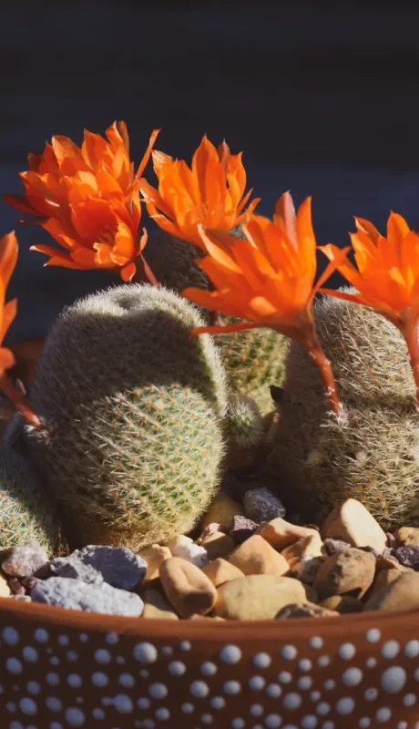 Pueden bancarse casi todo. Pero si no los cuidamos adecuadamente, no nos van a mostrar sus flores.