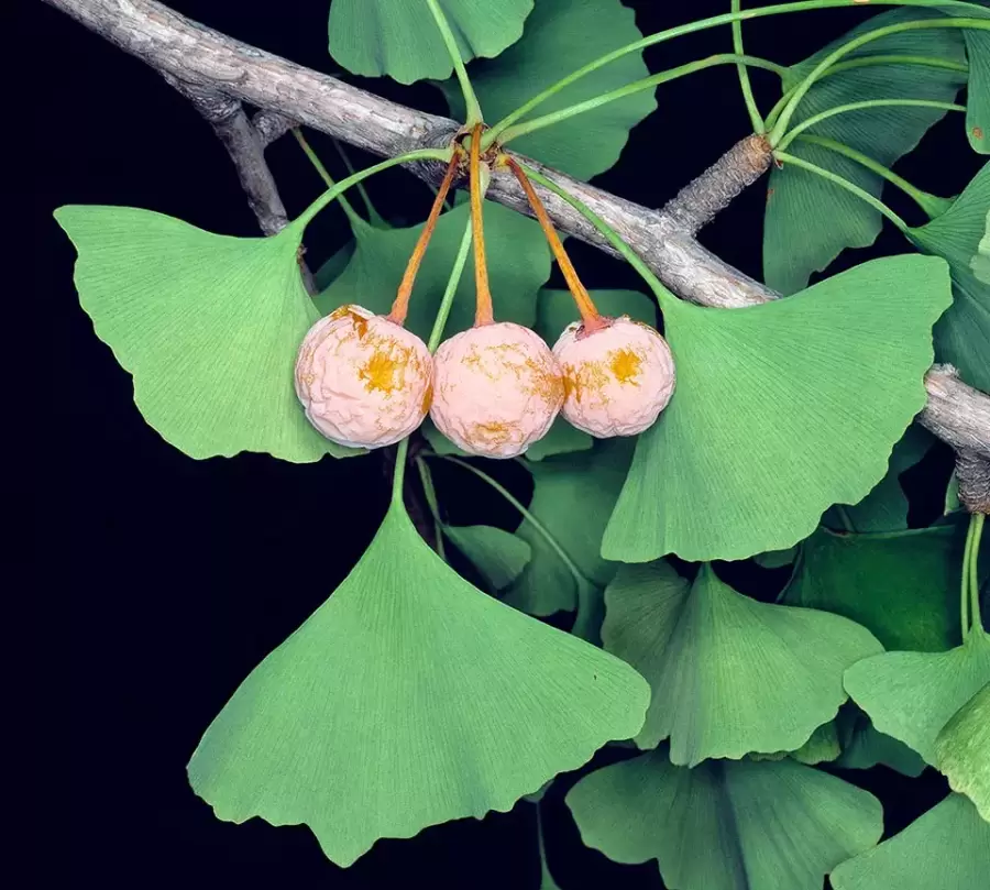 Frutos del ginkgo biloba. (Imagen: archivo web)