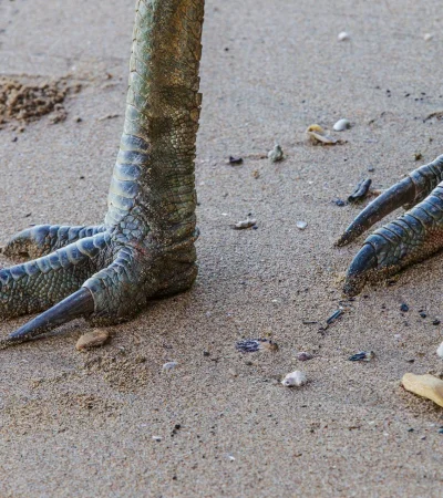 Foto: National Geographic