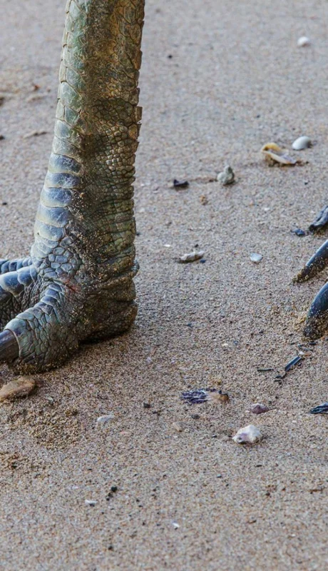 Foto: National Geographic