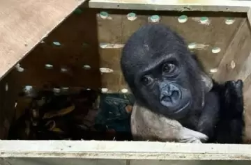 Un bebé gorila traficado fue rescatado en el aeropuerto de Estambul